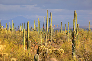Obraz premium Many Saguaro Cactus in Sonaran desert