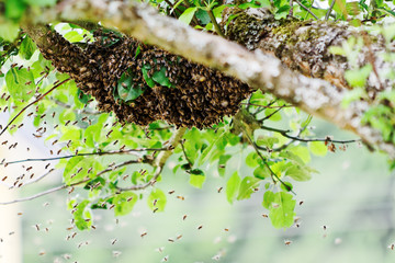 swarm