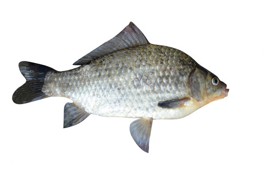 fish a crucian it is isolated on a white background