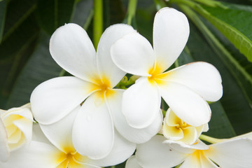 Fototapeta na wymiar białe i żółte kwiaty frangipani lub tropikalny kwiat z leav