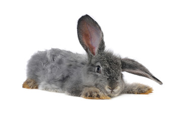 grey rabbit