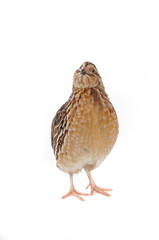 quail