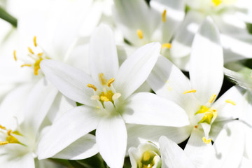 macro of white flowers