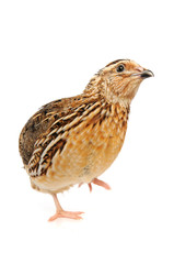 Fototapeta na wymiar quail