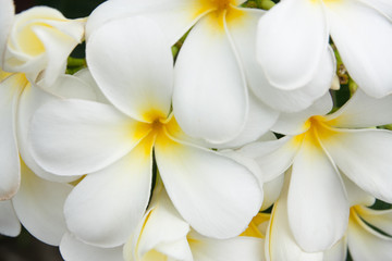 Naklejka na ściany i meble zamknąć się białe i żółte kwiaty frangipani lub tropikalny kwiat
