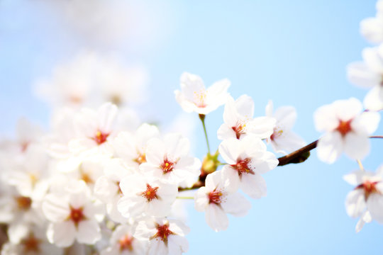 Cherry blossom against