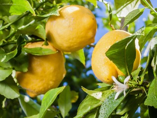 lemons on tree with flower