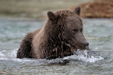Plakat Grizzly Bear złowiony ryby
