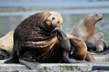 Fototapeta premium Sea-Lion resting on his head on his tail