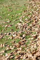 Fallen leaves