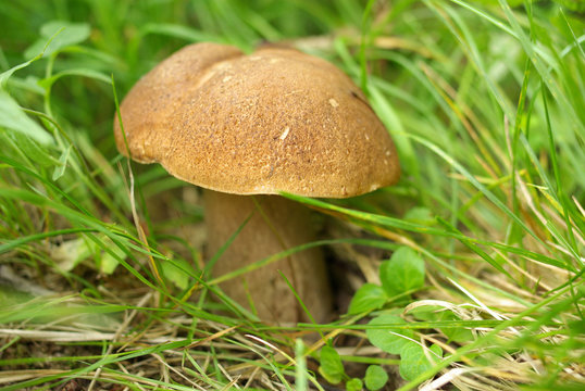 Oak Mushroom in the grass