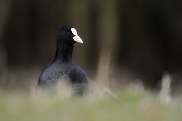 Common Coot standing in grass.