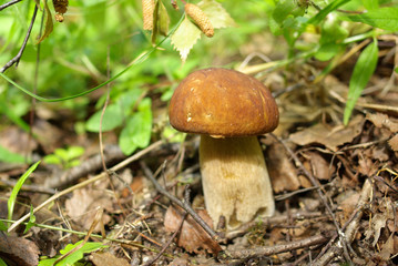 Oak Mushroom