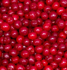 Red fresh cherry background