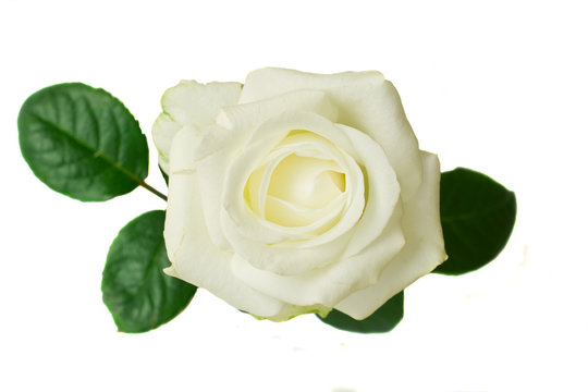 one  white rose