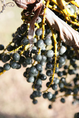 Berries hanging from a branch