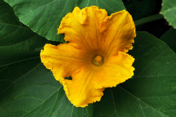 fleur jaune de potiron