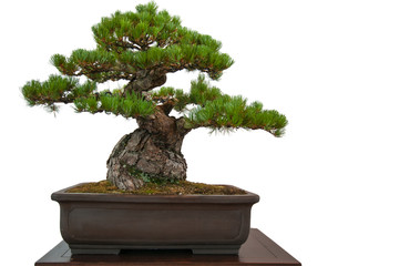 Alte Kiefer (Pinus parviflora) als Bonsai-Baum