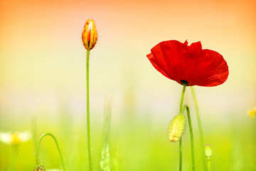 red poppy and grass