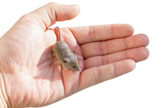 house mouse in a human hand Stock Photo | Adobe Stock