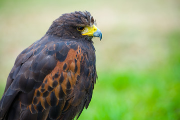 eagle