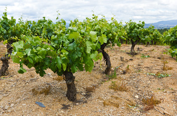 Vineyard