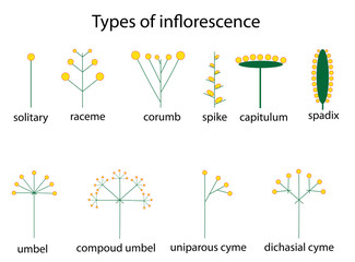types of inflorescence - obrazy, fototapety, plakaty