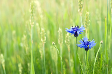 cornflowers in a field
