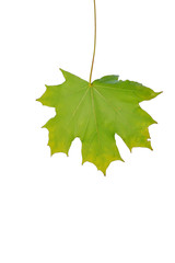 Autumn sheet of a maple.