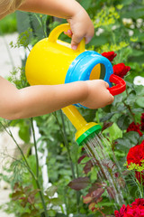 Fototapeta premium Child watering the flowers