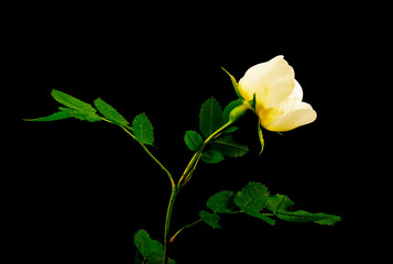 White rose on  black.