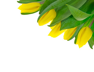 Frame yellow tulips