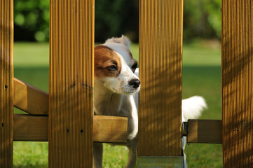Hund (Ratonero)
