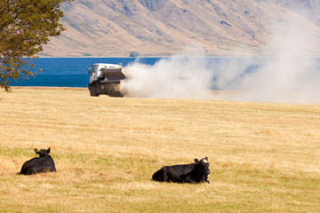 Cows watch truck apply fertilizer on pasture field