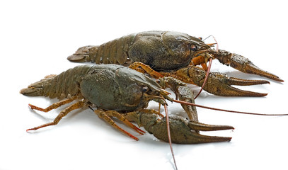 Lobsters isolated on white background