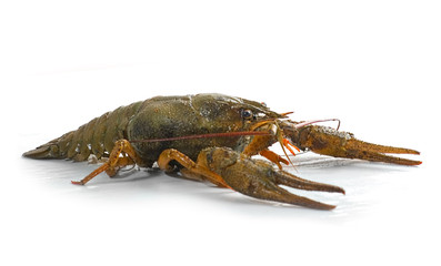 Lobster isolated on white background