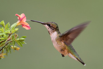 Ruby-throated Hummingbird In Flight