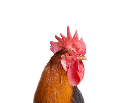 Isolated rooster portrait