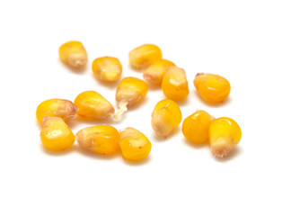 yellow corn grain on white background