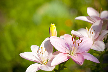 Pink lilies.