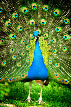 Fototapeta Beautiful indian peacock with fully fanned tail