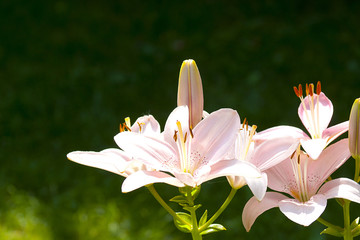 Pink lilies.