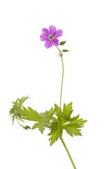 cranesbill