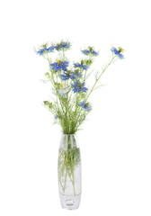 cornflowers in a vase isolated