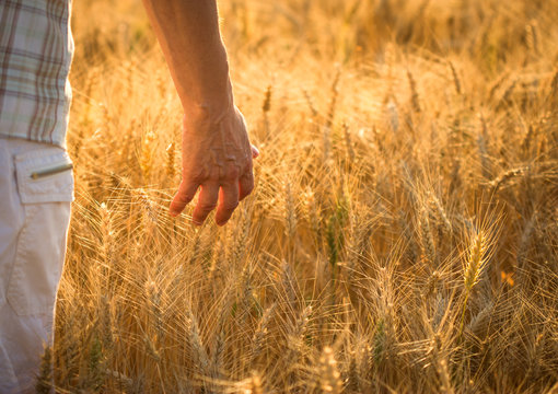 Hand slide threw the wheat field - Harvest concept