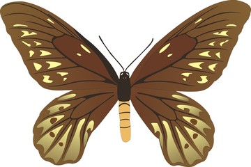 Butterfly Ornithoptera Alexandrae Rothschild W