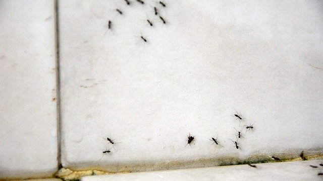 black ant walk line way in bathroom