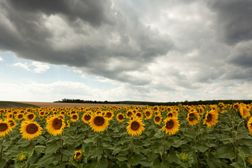 Obraz premium Feld mit Sonnenblumen