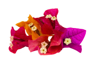 bougainvillea multicolored flowers