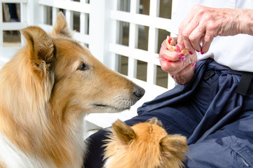 Senior shares her ice cream with her two dogs - 42739679